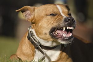 Heavy Duty Locking Dog Leash  Limit Chances of Accidental Escapes